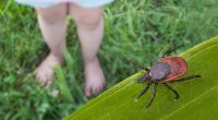 Zeckengefahr im Frühsommer