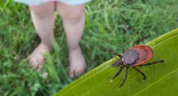 Zeckengefahr im Frühsommer