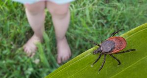 Zeckengefahr im Frühsommer